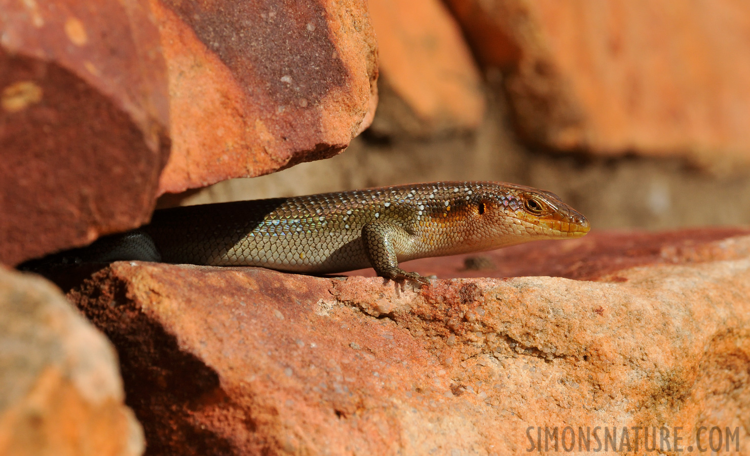 Trachylepis margaritifera [550 mm, 1/2000 sec at f / 13, ISO 1600]